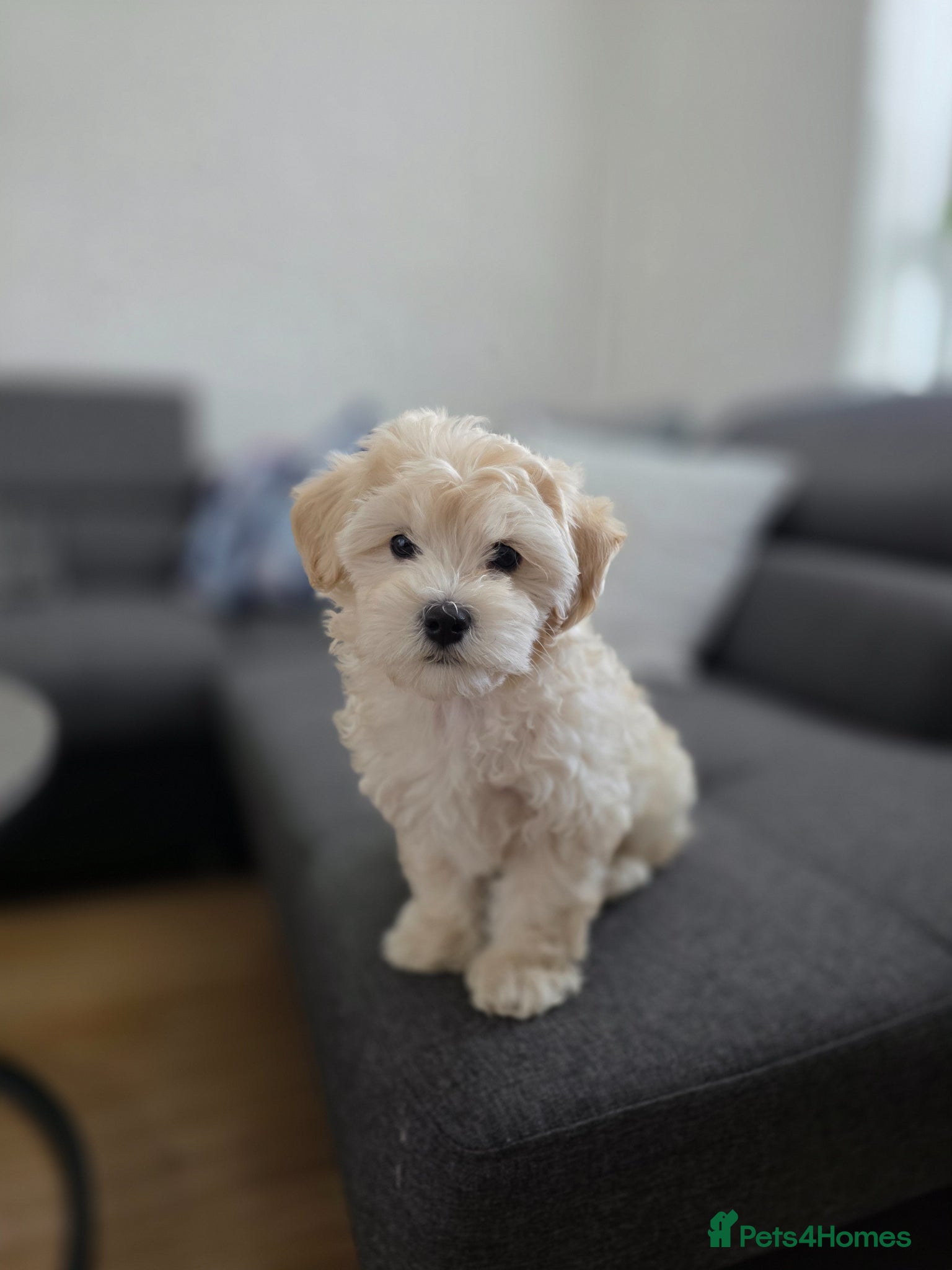 Maltipoo dogs Last Puppy Girl - Advert 1