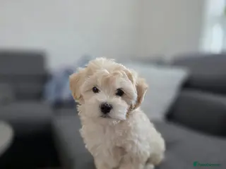 Maltipoo dogs Last Puppy Girl - Advert 7