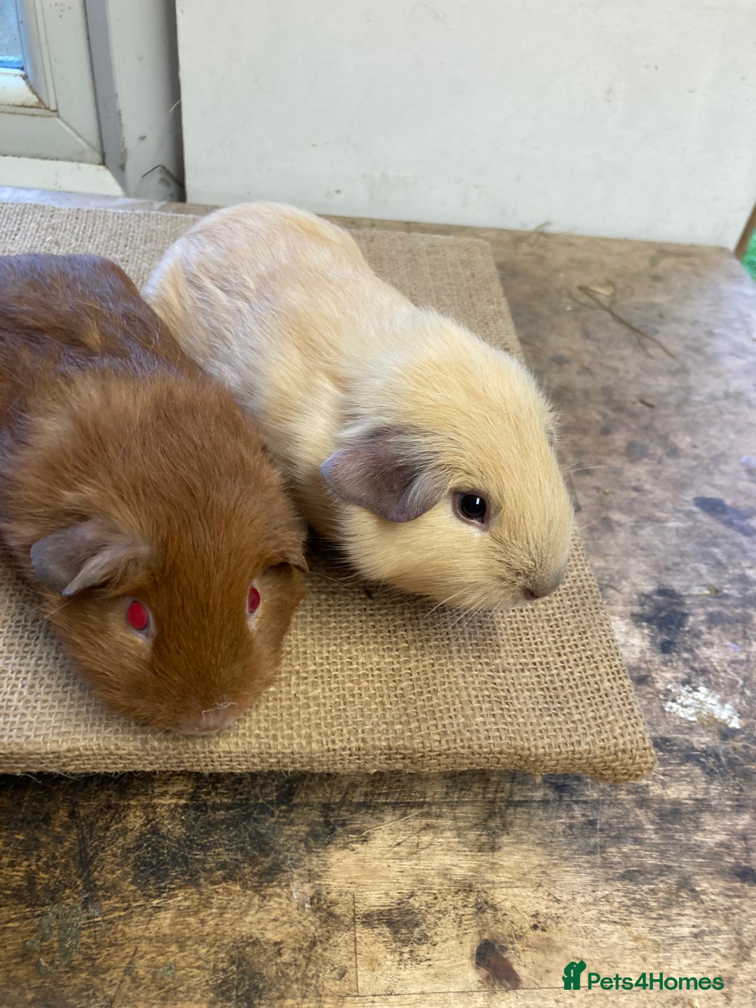 Guinea Pig rodents for sale: Californian Guinea pigs - Advert 8