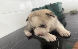 Siberian Husky dogs for sale: Male Siberian Husky Pups  - Image 3
