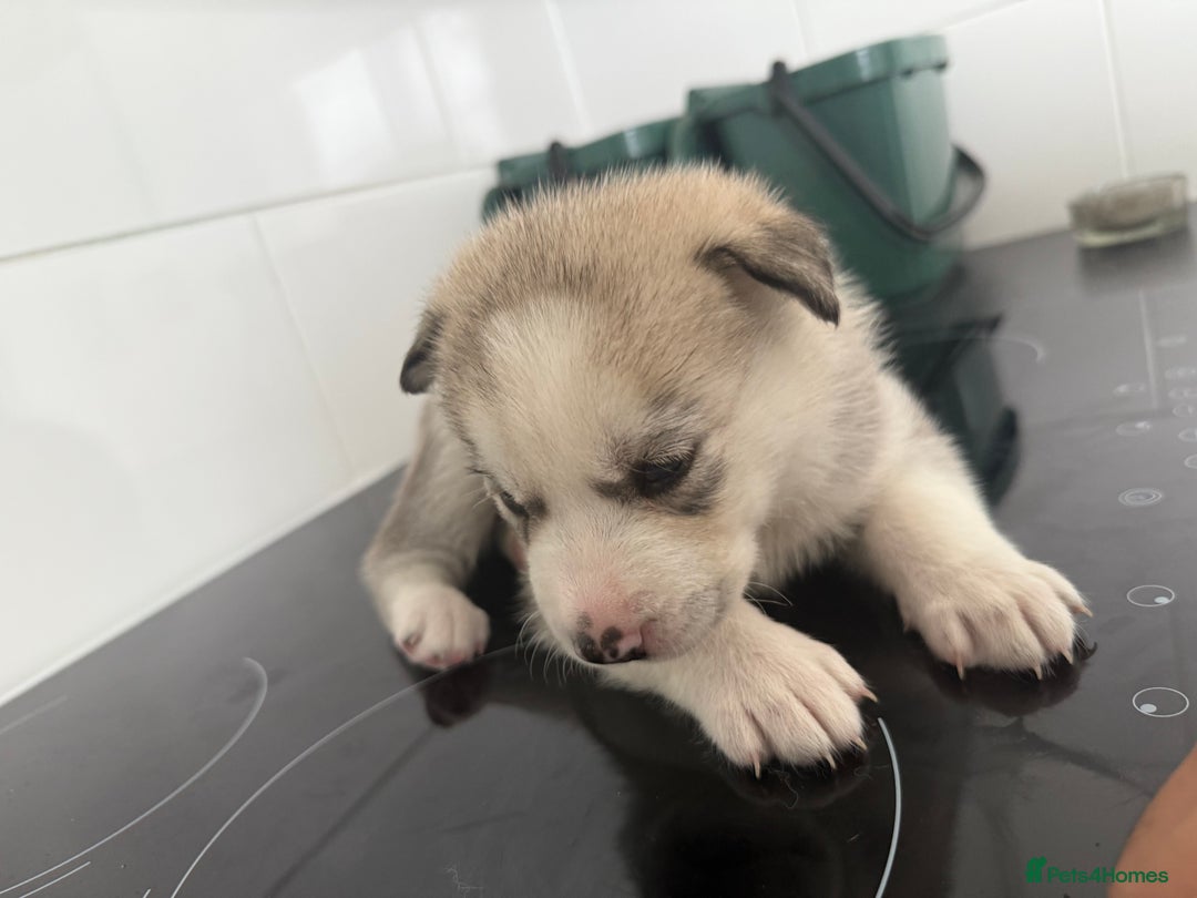 Siberian Husky dogs for sale: Male Siberian Husky Pups  - Image 3