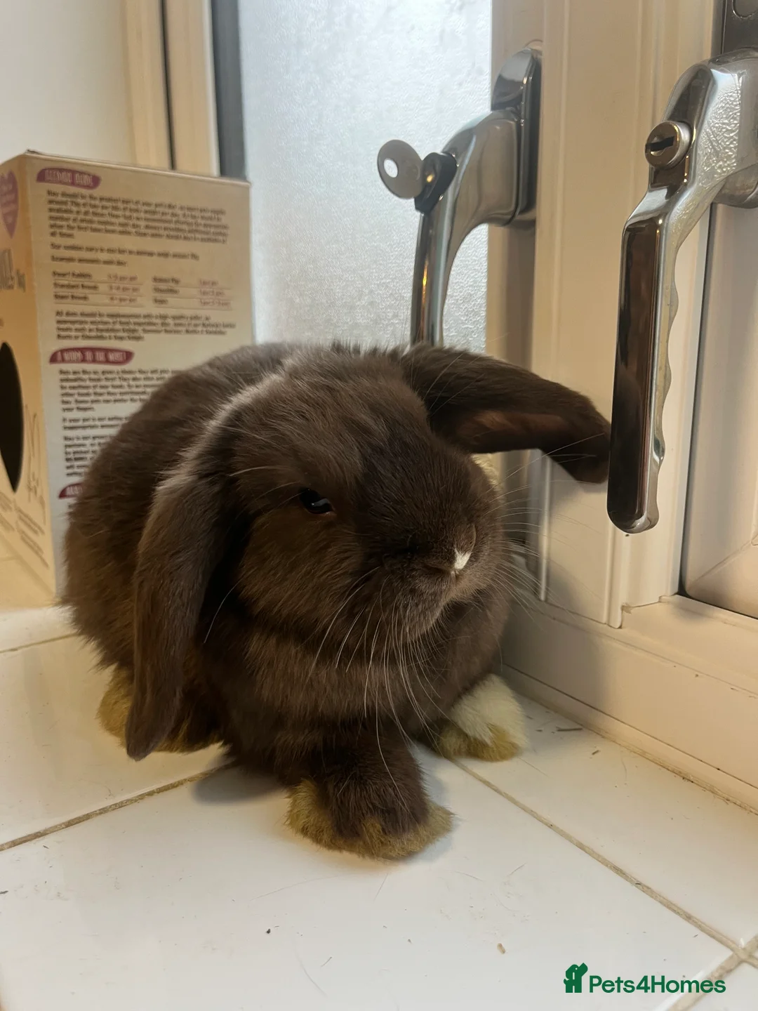 Mini Lop rabbits for sale: Mini lop - Advert 2