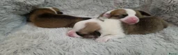 Welsh Corgi Pembroke dogs for sale: Corgi Puppies for Loving Homes – 1 Male, 2 Females - Advert 8