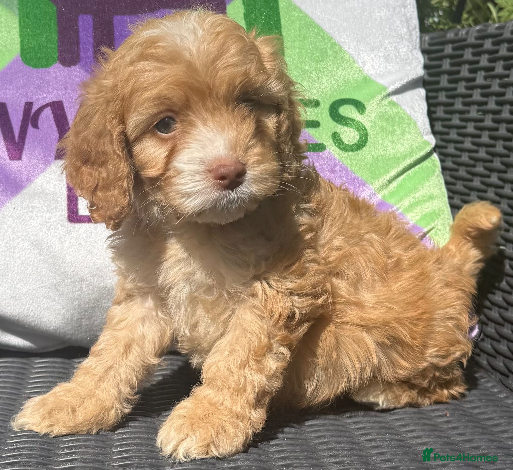 Cockapoo dogs F1 BOYS ONLY MINI COCKAPOOS 30 dna tested - Advert 2