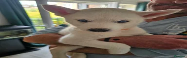 Huskita 7
