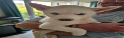Huskita dogs for sale: Puppies for sale - Advert 20