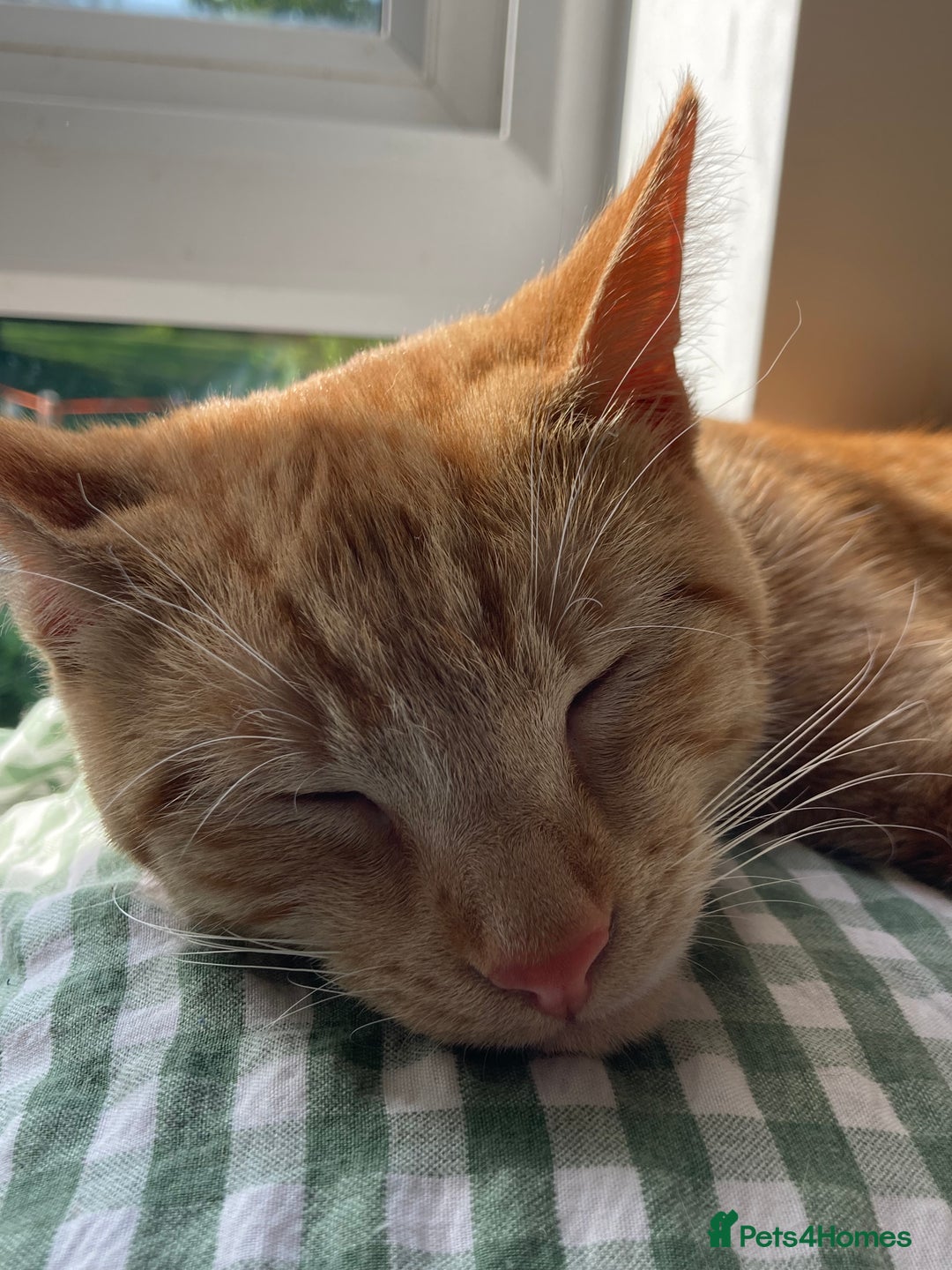 Domestic Shorthair cats for sale: Affectionate ginger tom cat needs a home - Image 5