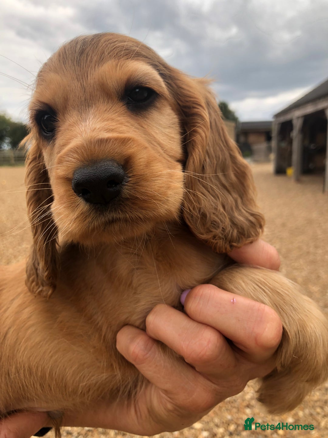 Cocker Spaniel dogs for sale: 3 BOYS 1 GIRL REMAINING  💙💙💙🩷 - Image 5