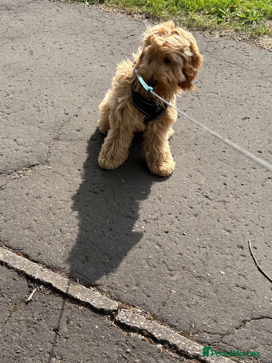 Cockapoo dogs for sale: Cockapoo puppy for sale  in Renfrew - Advert 1