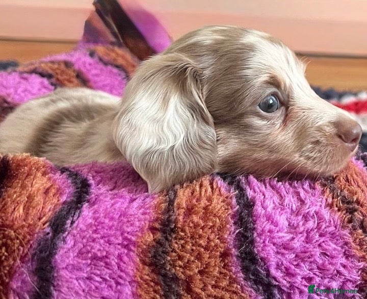Miniature Dachshund dogs Long haired 🐶 fluffy 🐾 miniature dachshund pups - Advert 1