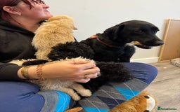 Labrador Retriever dogs for sale: Ready now labradoodles  - Image 16