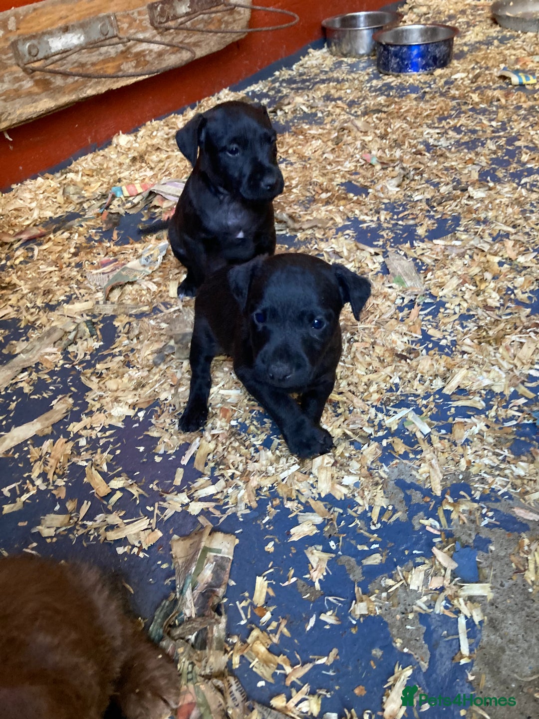 Patterdale Terrier dogs for sale: Working bred pups for sale  - Advert 7