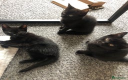 British Shorthair cats for sale: 🐾 A Rare Band of Ghost Tabby Kittens 🐾 - Image 37