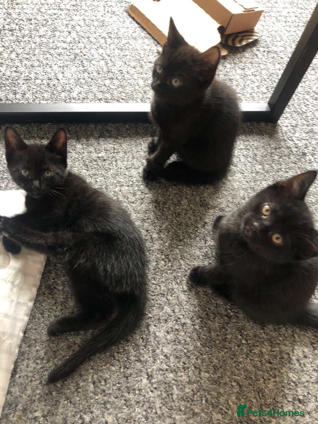 British Shorthair cats for sale: 🐾 A Rare Band of Ghost Tabby Kittens 🐾 - Image 37