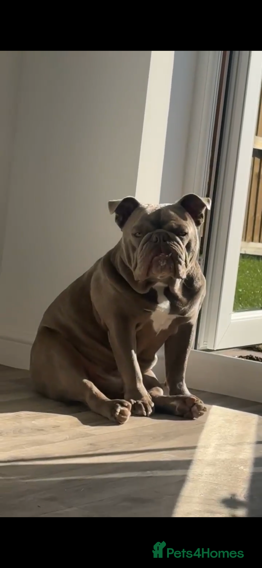 English Bulldog dogs for sale: Tank (English Bulldog) - Advert 3