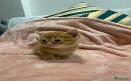 Scottish Fold cats for sale: Scottish fold/straight kittens  - Image 12