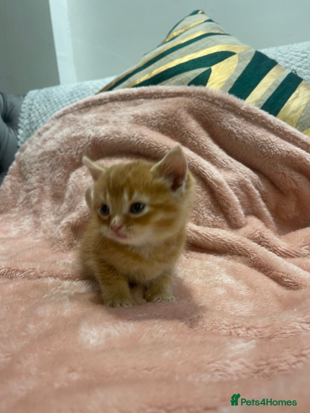 Scottish Fold cats for sale: Scottish fold/straight kittens  - Image 12