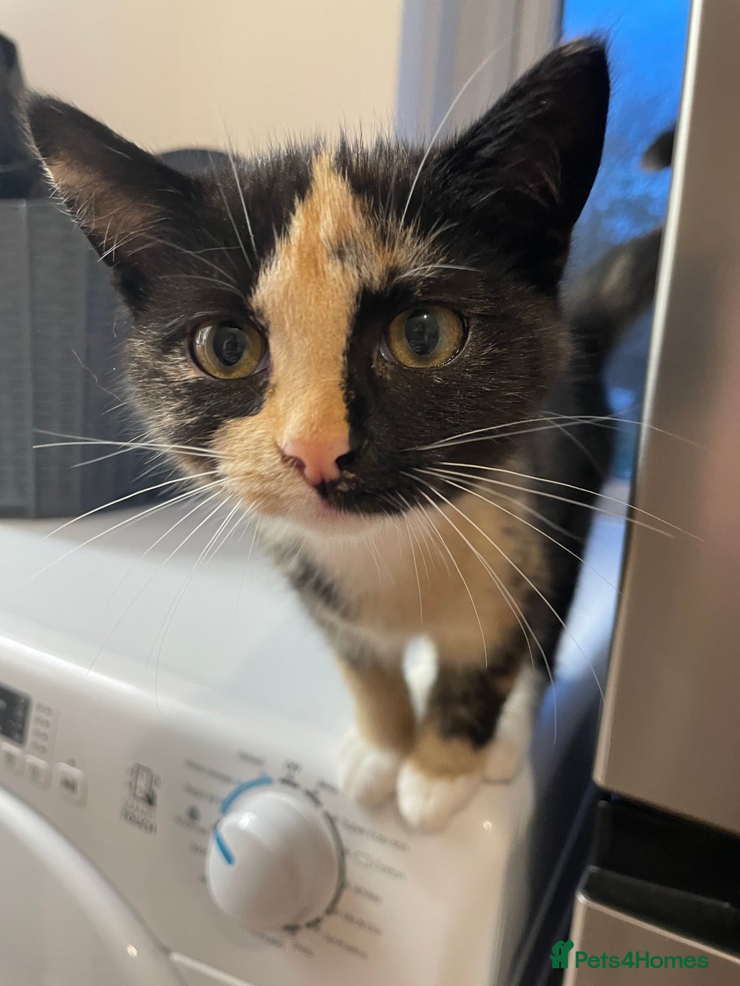 Mixed Breed cats for sale: Two mixed breed kittens - Advert 5