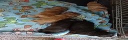 Sproodle dogs for sale: Beautiful F1B Sproodles!  in Doncaster - Advert 4