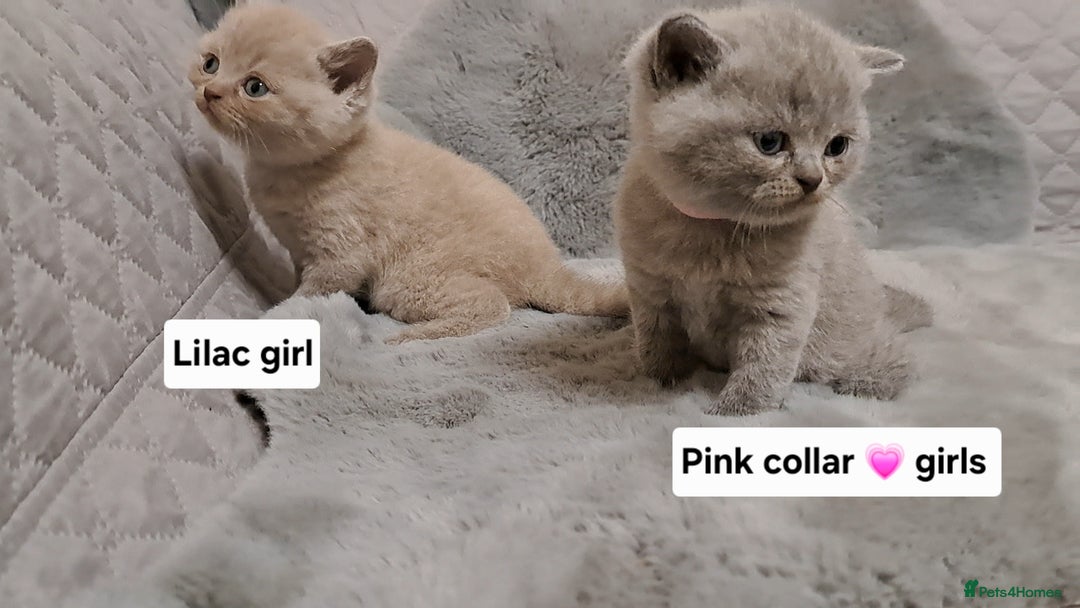 British Shorthair cats for sale: BRITISH SHORTHAIR BLUE and LILAC are AVAILABLE  - Advert 5