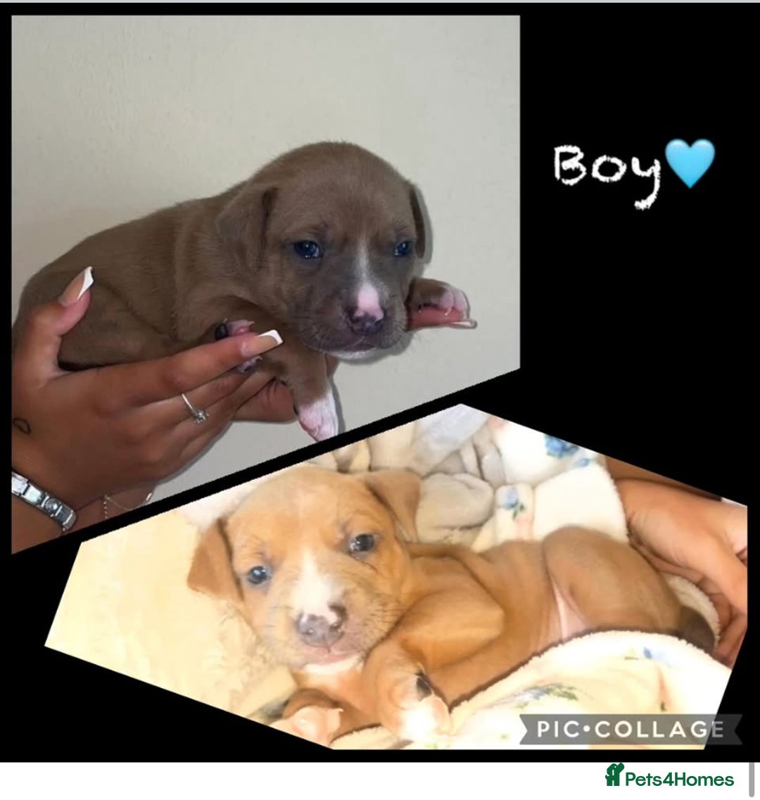 Mixed Breed dogs for sale: Ready to leave Staff x bulldog puppies  - Image 18