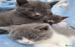 British Longhair cats for sale:  Mother is ragdoll,  Father is British shorthair - Advert 11