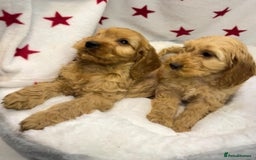 Cockapoo dogs for sale: Cockapoo puppies for sale - Image 2