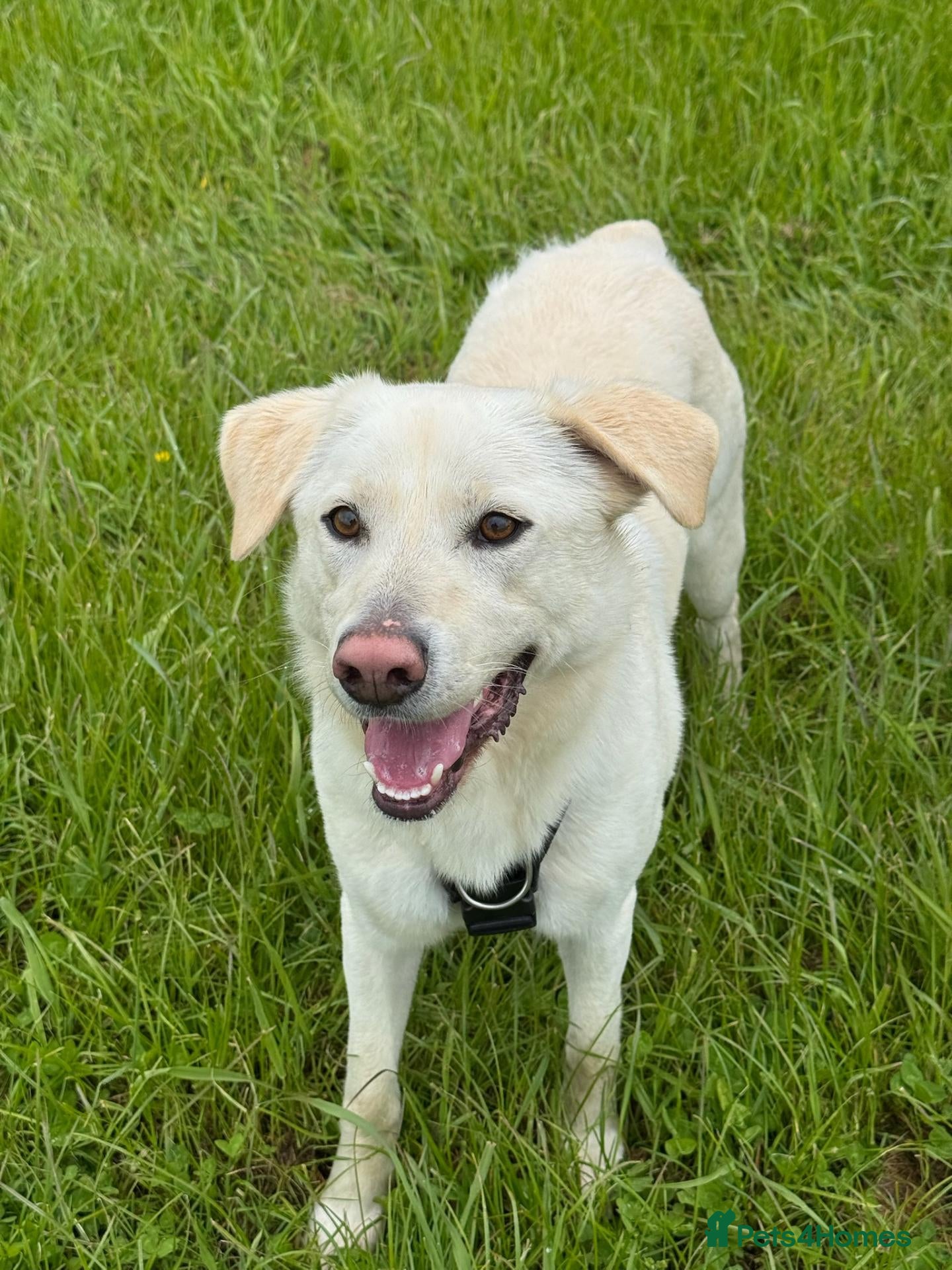 Mixed Breed dogs Bobby – Labrador Retriever Mix - Advert 1