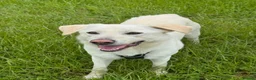 Mixed Breed dogs for adoption: Bobby – Labrador Retriever Mix - Advert 1