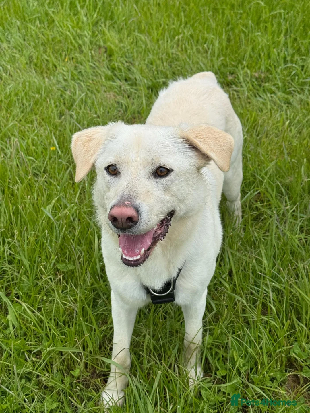 Mixed Breed dogs for adoption: Bobby – Labrador Retriever Mix - Advert 1
