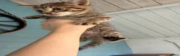 Mixed Breed cats for sale: 7 gorgeous mixed breed kittens  - Advert 12