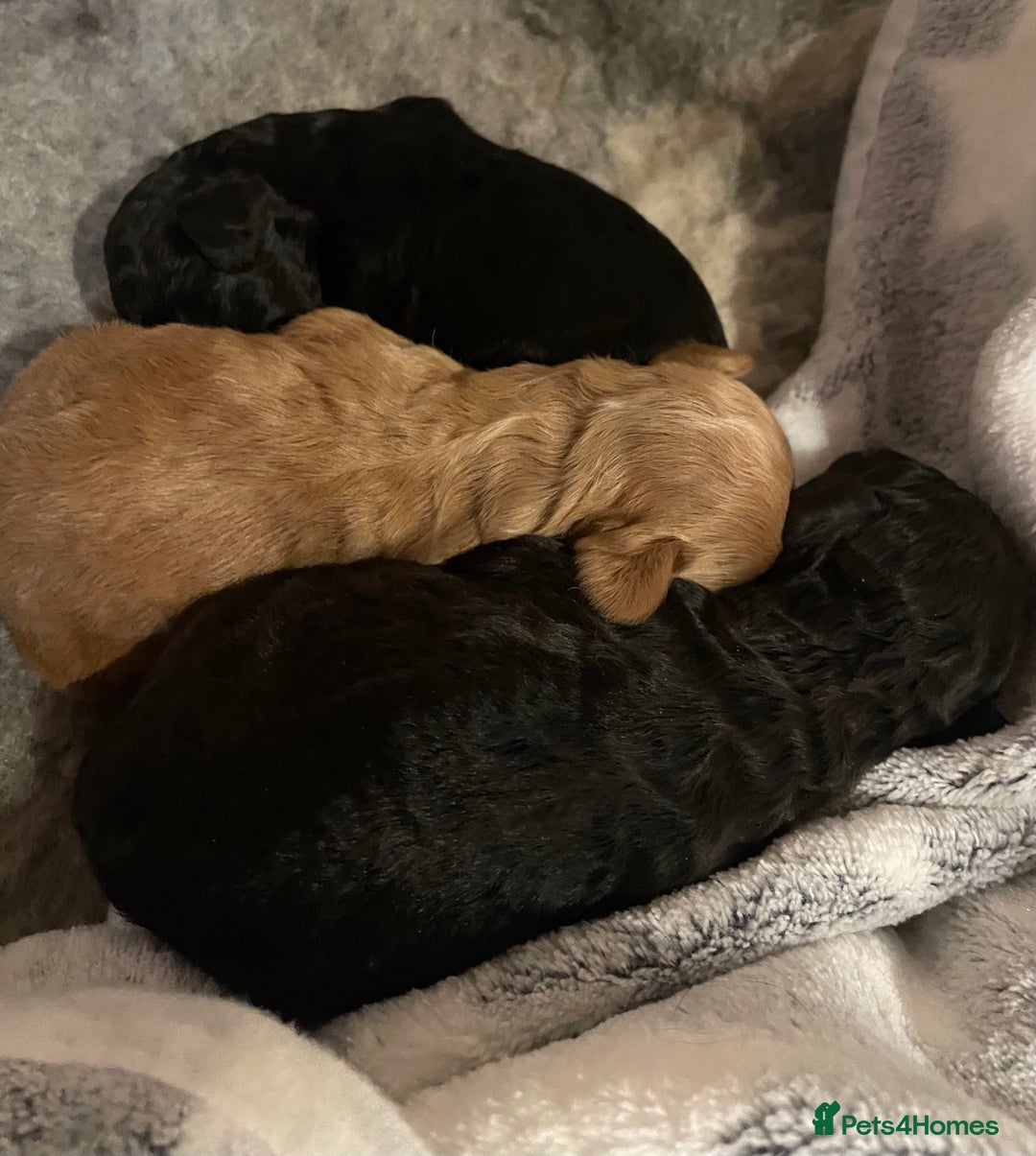 Cockapoo dogs for sale: Adorable Cockapoo Puppies! - Advert 4