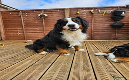 Bernese Mountain Dog dogs for stud: Proven health tested BMD handsome boy for stud. in Northampton - Image 9