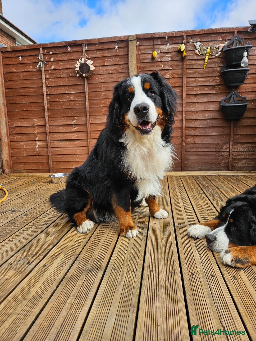 Bernese Mountain Dog dogs for stud: Proven health tested BMD handsome boy for stud. in Northampton - Image 9