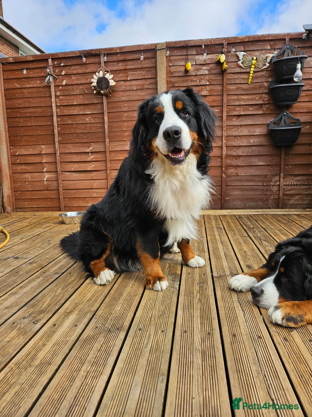 Bernese Mountain Dog dogs for stud: Proven health tested BMD handsome boy for stud. in Northampton - Advert 5
