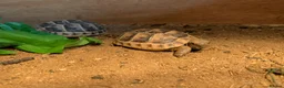 Tortoise reptiles for sale: Mediterranean Spur-thigh Hatchlings - Advert 5