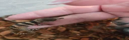 Skink reptiles for sale: Pink tongue skinks - Advert 4