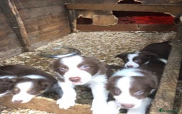 Border Collie dogs for stud: Stunning red working collie health tested proven in Dunblane - Image 8