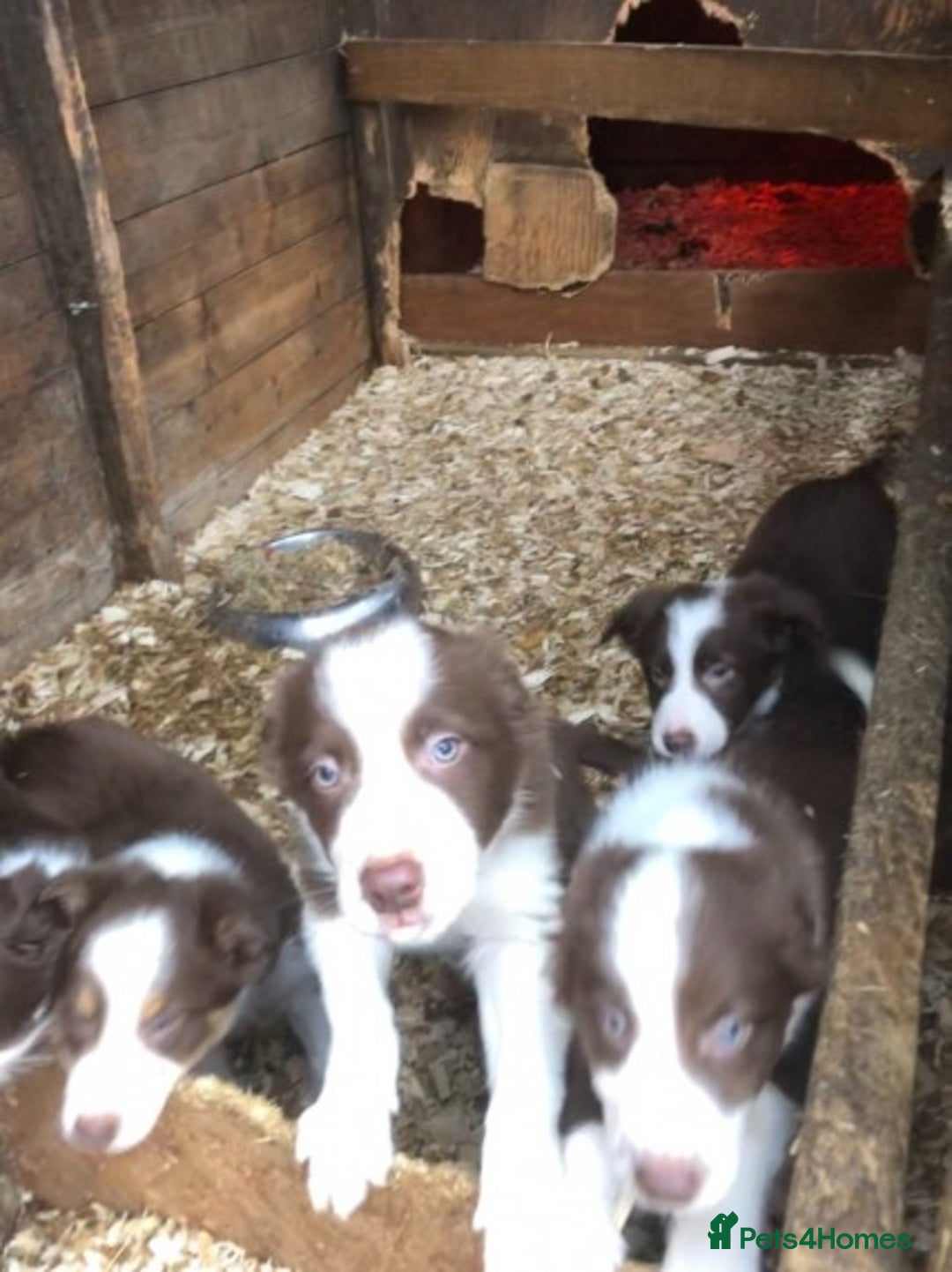 Border Collie dogs for stud: Stunning red working collie health tested proven in Dunblane - Image 8