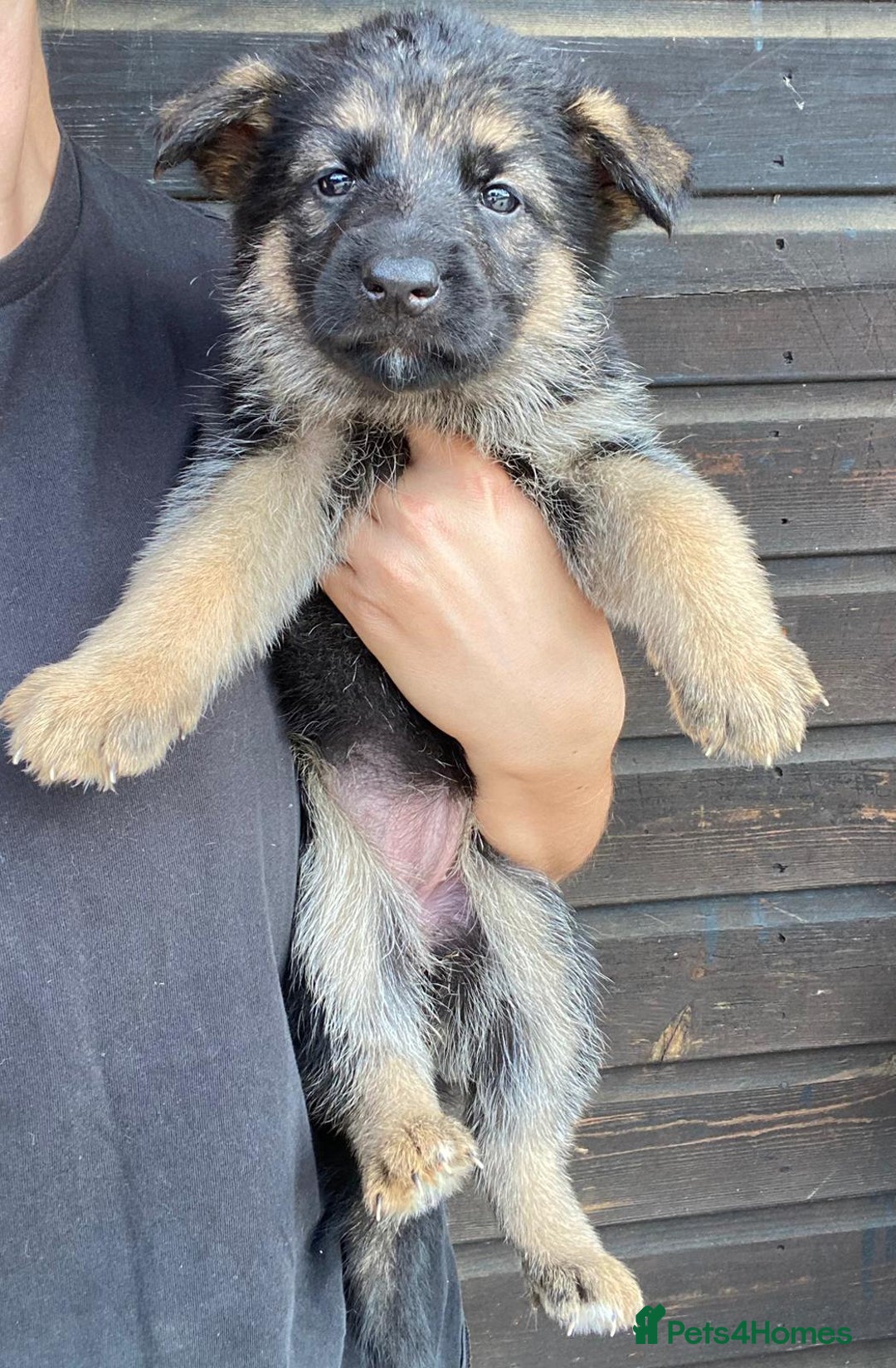 German Shepherd dogs for sale: 🐾 Beautiful  FEMALE –KC reg GERMAN SHEPHERDS 🐾 - Image 17