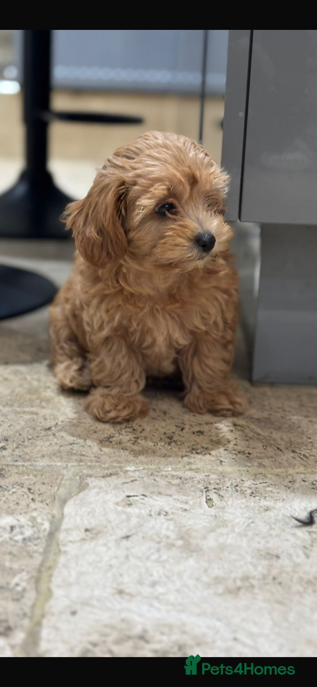 Maltipoo dogs for sale: Stunning maltipoo pups  - Advert 11
