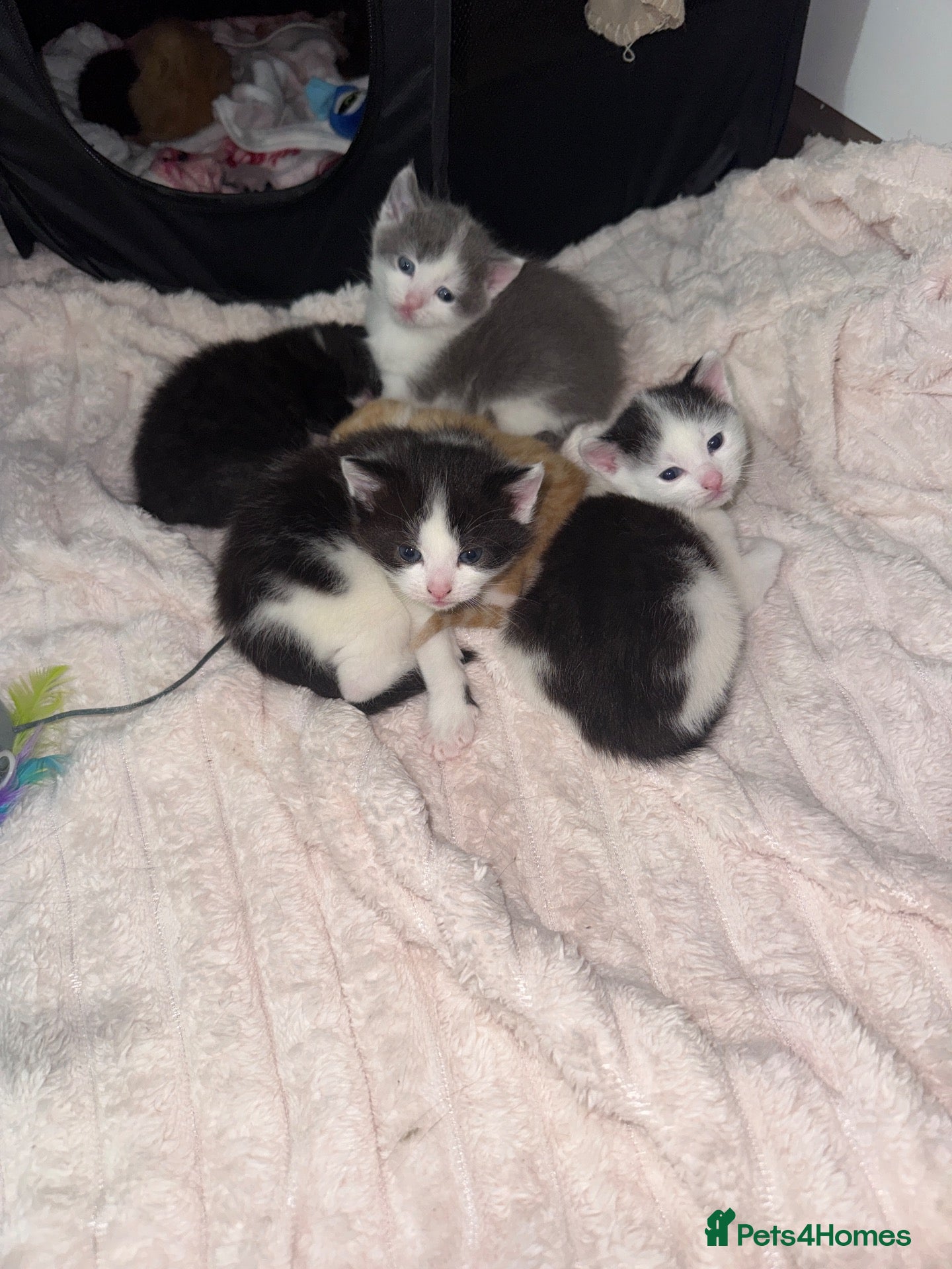 Domestic Shorthair cats 7 kittens  - Advert 4