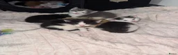 Domestic Shorthair cats for sale: 7 kittens  - Advert 1