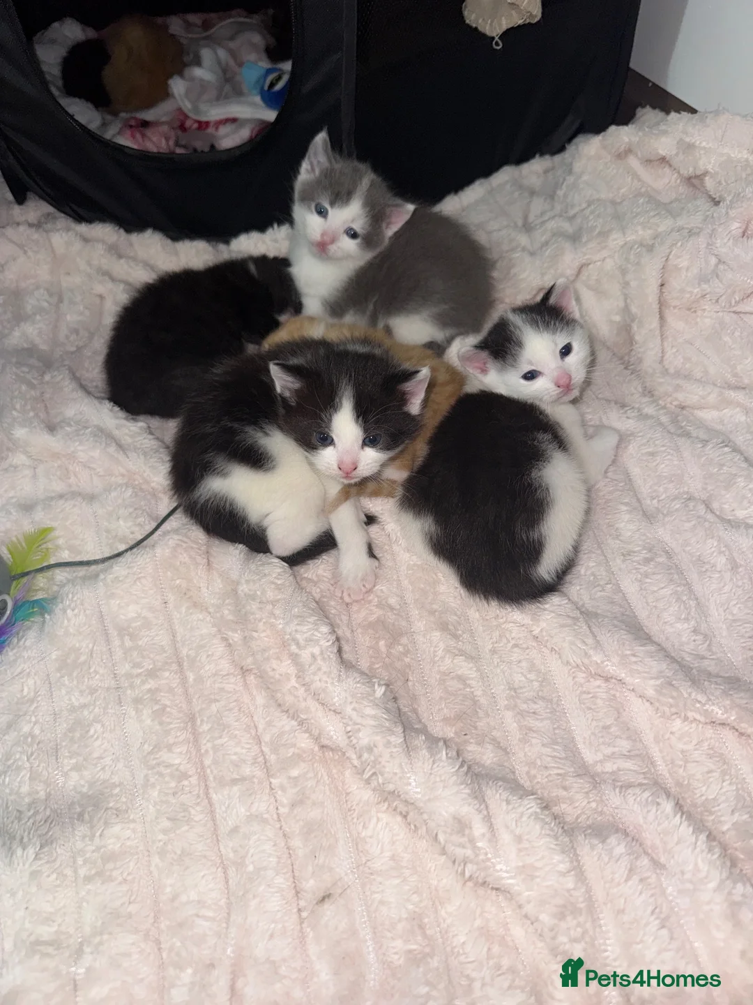 Domestic Shorthair cats for sale: 7 kittens  - Advert 1