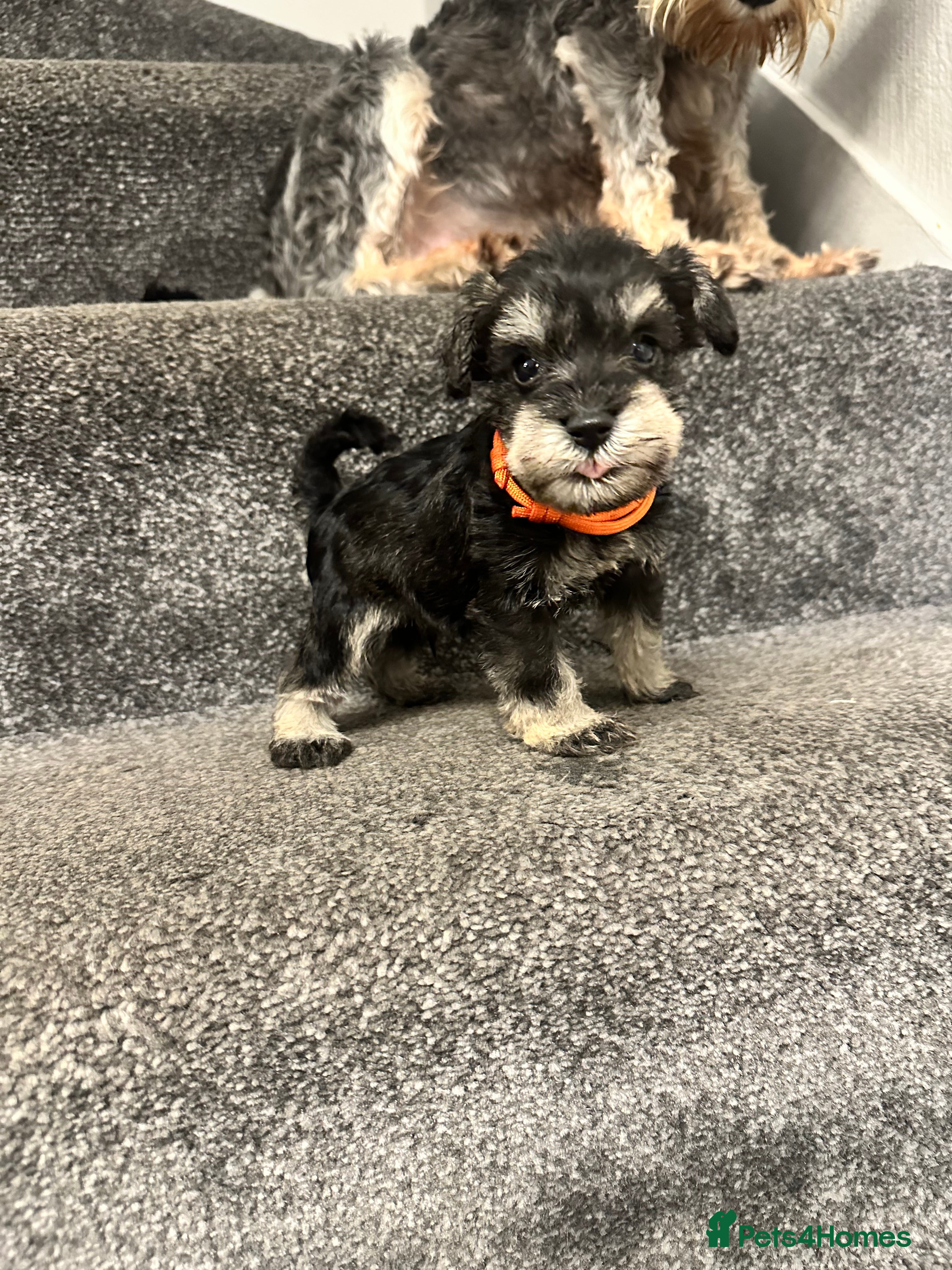 Miniature Schnauzer dogs OUTSTANDING CHAMPION LINES PUPPIES-2 left only  - Advert 2