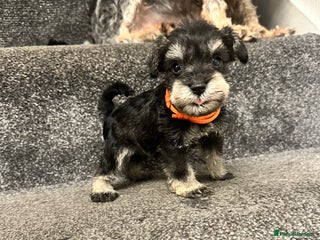 Miniature Schnauzer dogs OUTSTANDING CHAMPION LINES PUPPIES-2 left only - Advert 2