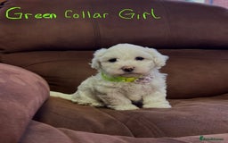 Bichon Frise dogs for sale: 7 gorgeous pure Bichon puppies  - Image 8