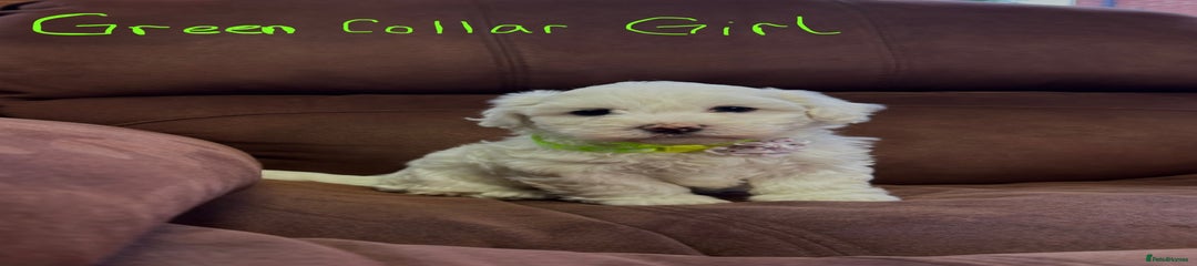 Bichon Frise Puppy 6
