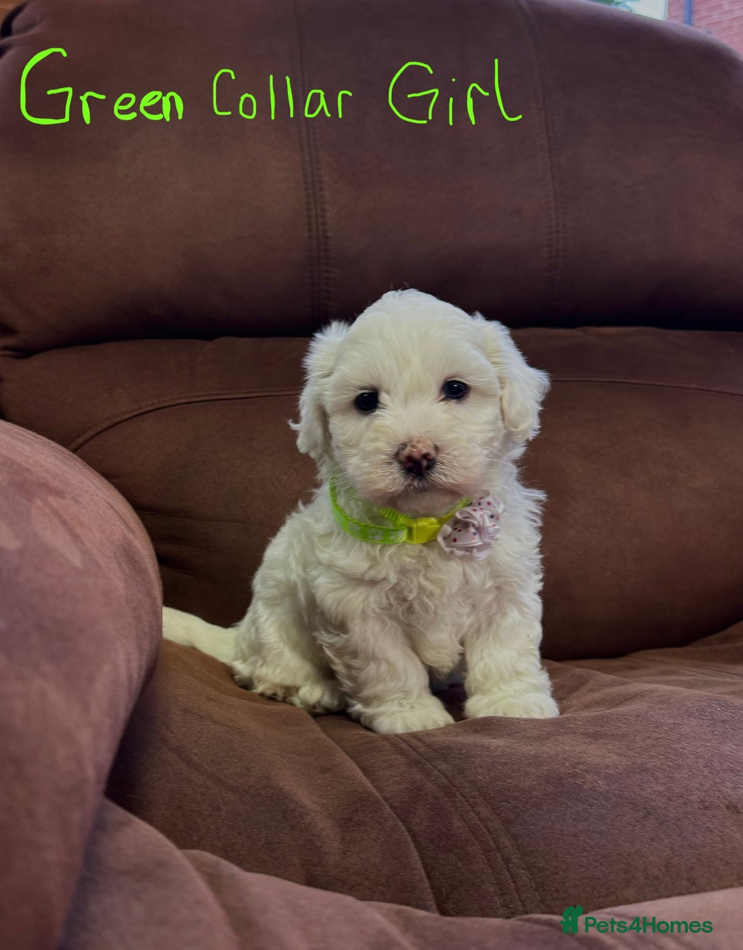 Bichon Frise dogs for sale: 7 gorgeous pure Bichon puppies  - Image 8