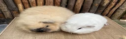 Guinea Pig rodents for sale: Swiss teddy babIes  - Advert 4